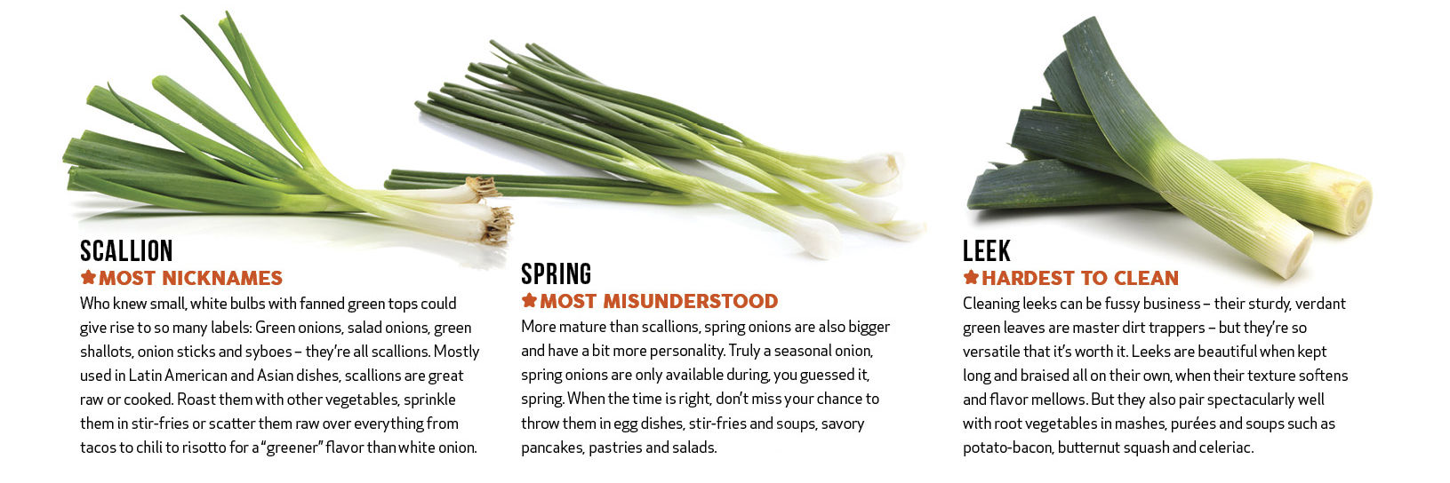 Onion Varieties 2